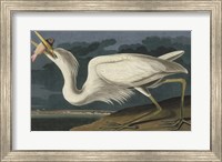 Great White Heron Fine Art Print