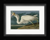 Great White Heron Fine Art Print