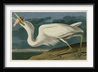 Great White Heron Fine Art Print