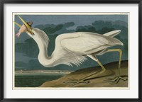 Great White Heron Fine Art Print