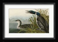 Great Northern Diver or Loon Fine Art Print