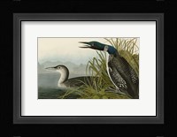 Great Northern Diver or Loon Fine Art Print