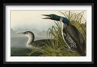 Great Northern Diver or Loon Fine Art Print