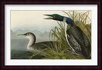 Great Northern Diver or Loon Fine Art Print