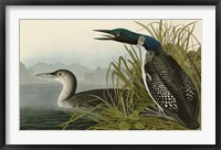 Great Northern Diver or Loon Fine Art Print