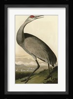 Hooping Crane Fine Art Print