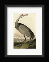 Hooping Crane Fine Art Print