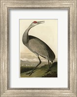 Hooping Crane Fine Art Print