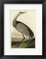 Hooping Crane Fine Art Print