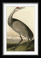 Hooping Crane Fine Art Print