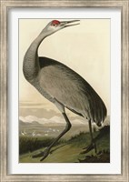 Hooping Crane Fine Art Print