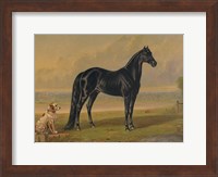 America's Renowned Stallions, c. 1876 I Fine Art Print