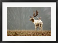 Fallow Love Fine Art Print