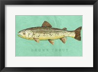 Brown Trout Framed Print