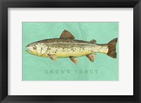 Brown Trout Framed Print