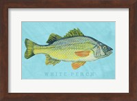 White Perch Fine Art Print
