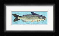 Channel Catfish Framed Print