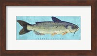 Channel Catfish Fine Art Print