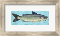 Channel Catfish Fine Art Print