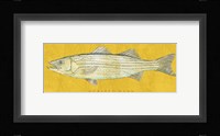 Striped Bass Framed Print