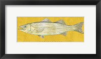 Striped Bass Framed Print