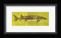 Lake Sturgeon Framed Print