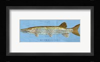 Muskellunge Framed Print