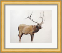 Elk Fine Art Print