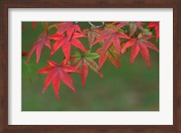 Maple Leaves, Kyoto, Japan Fine Art Print