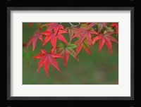 Maple Leaves, Kyoto, Japan Fine Art Print
