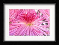 Crysanthemum, Sensoji Temple, Asakusa, Tokyo, Japan Fine Art Print