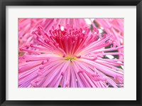 Crysanthemum, Sensoji Temple, Asakusa, Tokyo, Japan Fine Art Print