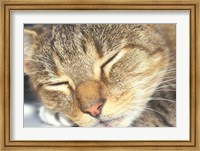 Cat Sleeping Fine Art Print