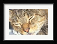 Cat Sleeping Fine Art Print