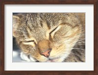 Cat Sleeping Fine Art Print