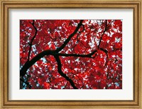 Japan, Honshu, Tochigi, Nikko, Scarlet maple tree Fine Art Print