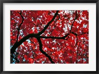 Japan, Honshu, Tochigi, Nikko, Scarlet maple tree Fine Art Print