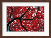 Japan, Honshu, Tochigi, Nikko, Scarlet maple tree Fine Art Print