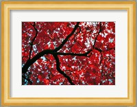 Japan, Honshu, Tochigi, Nikko, Scarlet maple tree Fine Art Print