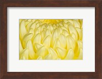 Chrysanthemum Flowers, Ise Shrine, Mie, Japan Fine Art Print