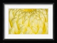 Chrysanthemum Flowers, Ise Shrine, Mie, Japan Fine Art Print
