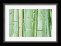 Bambloo Forest, Sagano, Arashiyama, Kyoto, Japan Fine Art Print