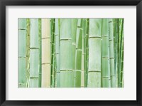 Bambloo Forest, Sagano, Arashiyama, Kyoto, Japan Fine Art Print