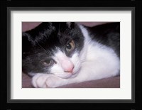 Cat Relaxing on Sofa Fine Art Print
