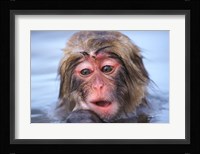 Japan, Nagano, Jigokudani, Snow Monkey in Hot Spring Fine Art Print
