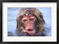 Japan, Nagano, Jigokudani, Snow Monkey in Hot Spring Fine Art Print