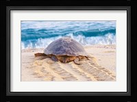 Loggerhead Turtle, Nagata, Kagoshima, Yakushima, Japan Fine Art Print