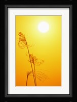 Susuki Grass at Sunset, Kagoshima, Japan Fine Art Print