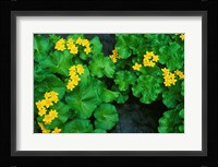 Yezo Ryu-Kinka (Marsh Marigold), Daisetsuzan NP, Hokkaido, Japan Fine Art Print