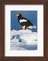 Japan, Hokkaido, Raus, Steller's Sea Eagle Fine Art Print
